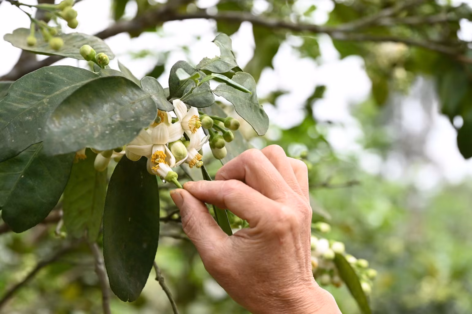 Để thụ phấn bổ sung, người dân sử dụng hạt phấn của cây bưởi khác dòng quét lên nhụy hoa bưởi Phúc Trạch. Để thụ phấn bổ sung, người dân sử dụng hạt phấn của cây bưởi khác dòng quét lên nhụy hoa bưởi Phúc Trạch.