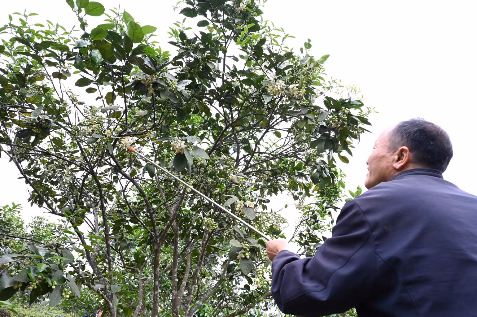 Ông Phan Trọng Chiến xã Hương Thủy (Hương Khê) dành phần lớn thời gian cho công việc thụ phấn. Ông Phan Trọng Chiến xã Hương Thủy (Hương Khê) dành phần lớn thời gian cho công việc thụ phấn.