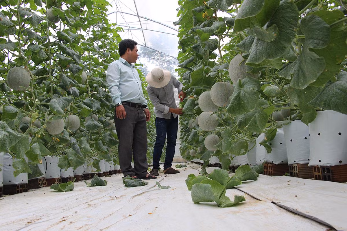 Trồng dưa lưới ở Hậu Giang. Trồng dưa lưới ở Hậu Giang.