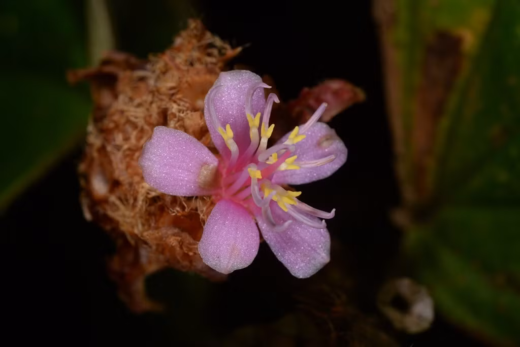 "Hoa mây" Xephoanthus nubigenus được phát hiện trong các khu rừng có mây bao phủ tại cao nguyên Lang Biang ở tỉnh Lâm Đồng. "Hoa mây" Xephoanthus nubigenus được phát hiện trong các khu rừng có mây bao phủ tại cao nguyên Lang Biang ở tỉnh Lâm Đồng.