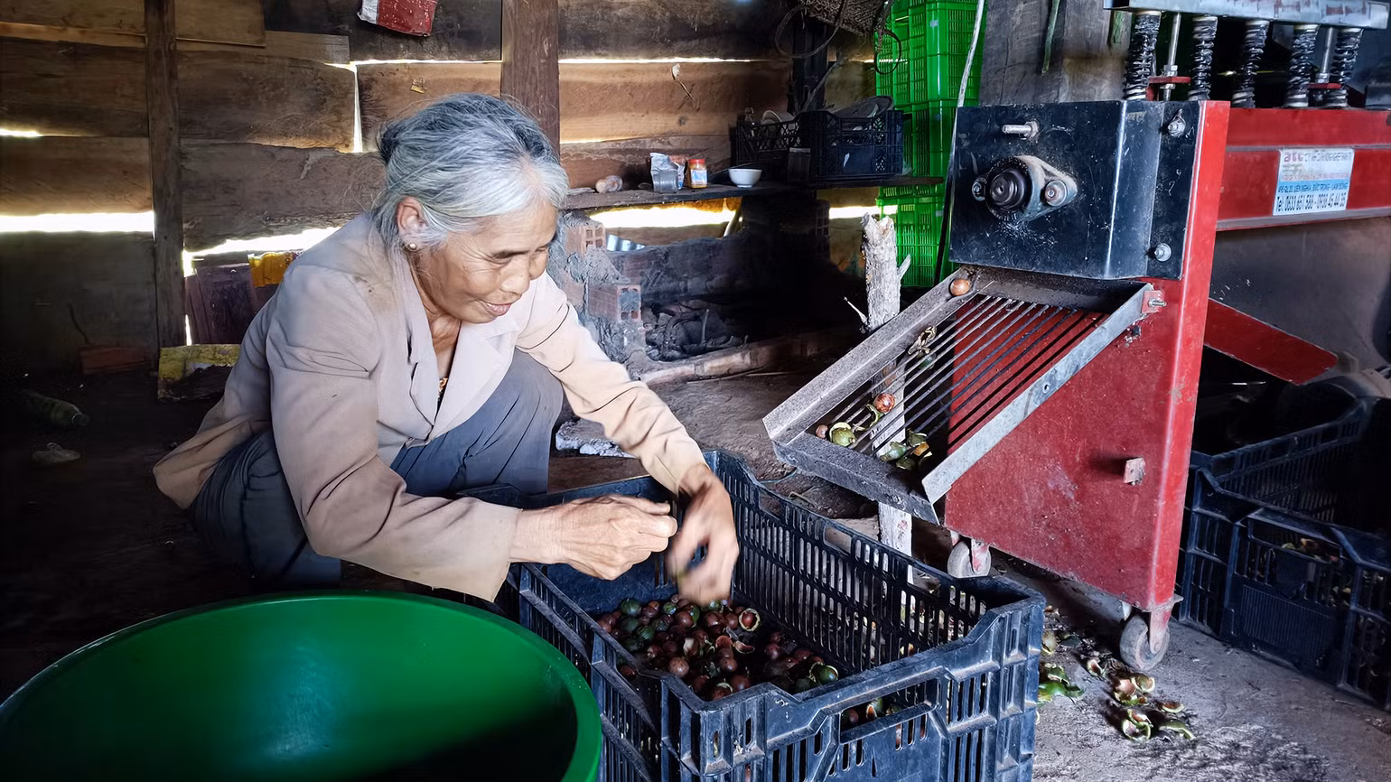 Công đoạn bóc tách vỏ hạt mắc-ca còn lạc hậu.