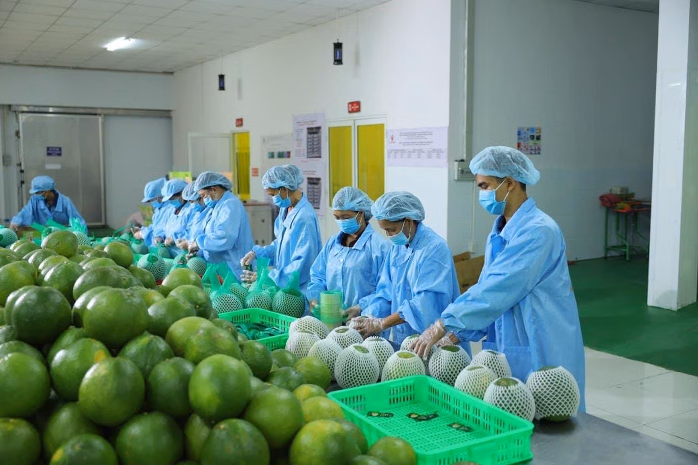 Rau quả là ngành có mức tăng trưởng xuất khẩu cao từ đầu năm đến nay. Ảnh: N.TÙNG