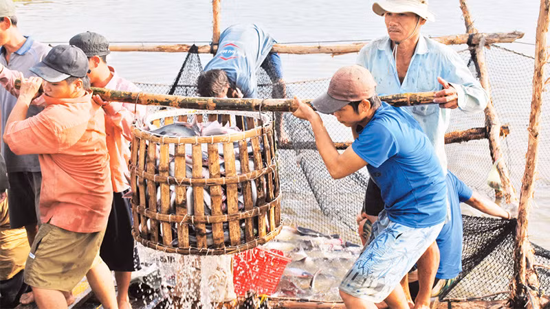 Thu hoạch cá tra tại vùng nuôi cá tra huyện Châu Phú.