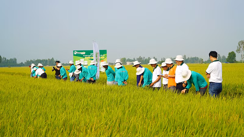 Nông dân các tỉnh vùng đồng bằng sông Cửu Long thăm quan ruộng mô hình của gia đình anh Nguyễn Thanh Xuân. (Ảnh: HỮU NGHĨA) Nông dân các tỉnh vùng đồng bằng sông Cửu Long thăm quan ruộng mô hình của gia đình anh Nguyễn Thanh Xuân. (Ảnh: HỮU NGHĨA)