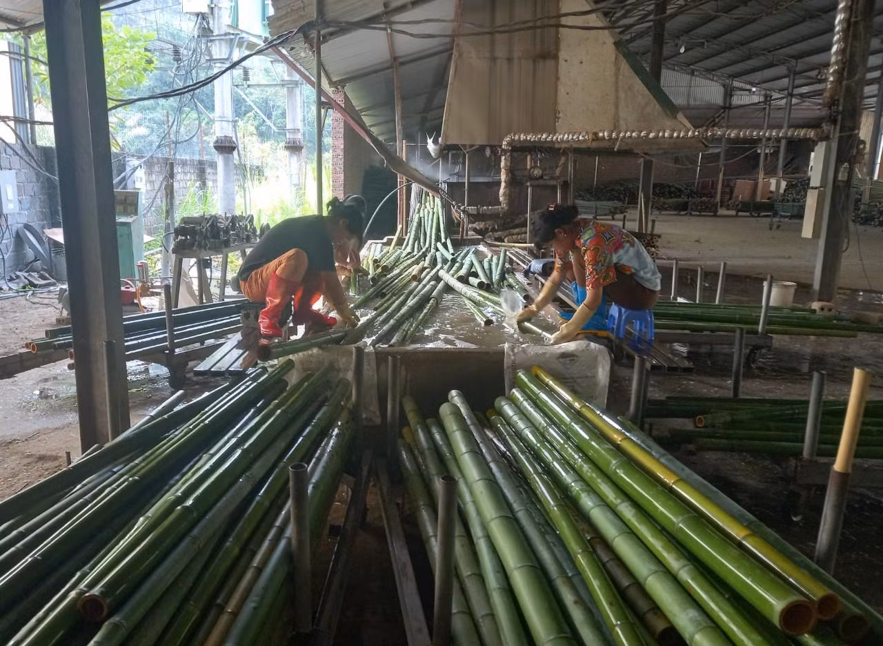 Những cây trúc đủ tiêu chuẩn được lựa chọn và sơ chế để dệt chiếu trúc. Những cây trúc đủ tiêu chuẩn được lựa chọn và sơ chế để dệt chiếu trúc.