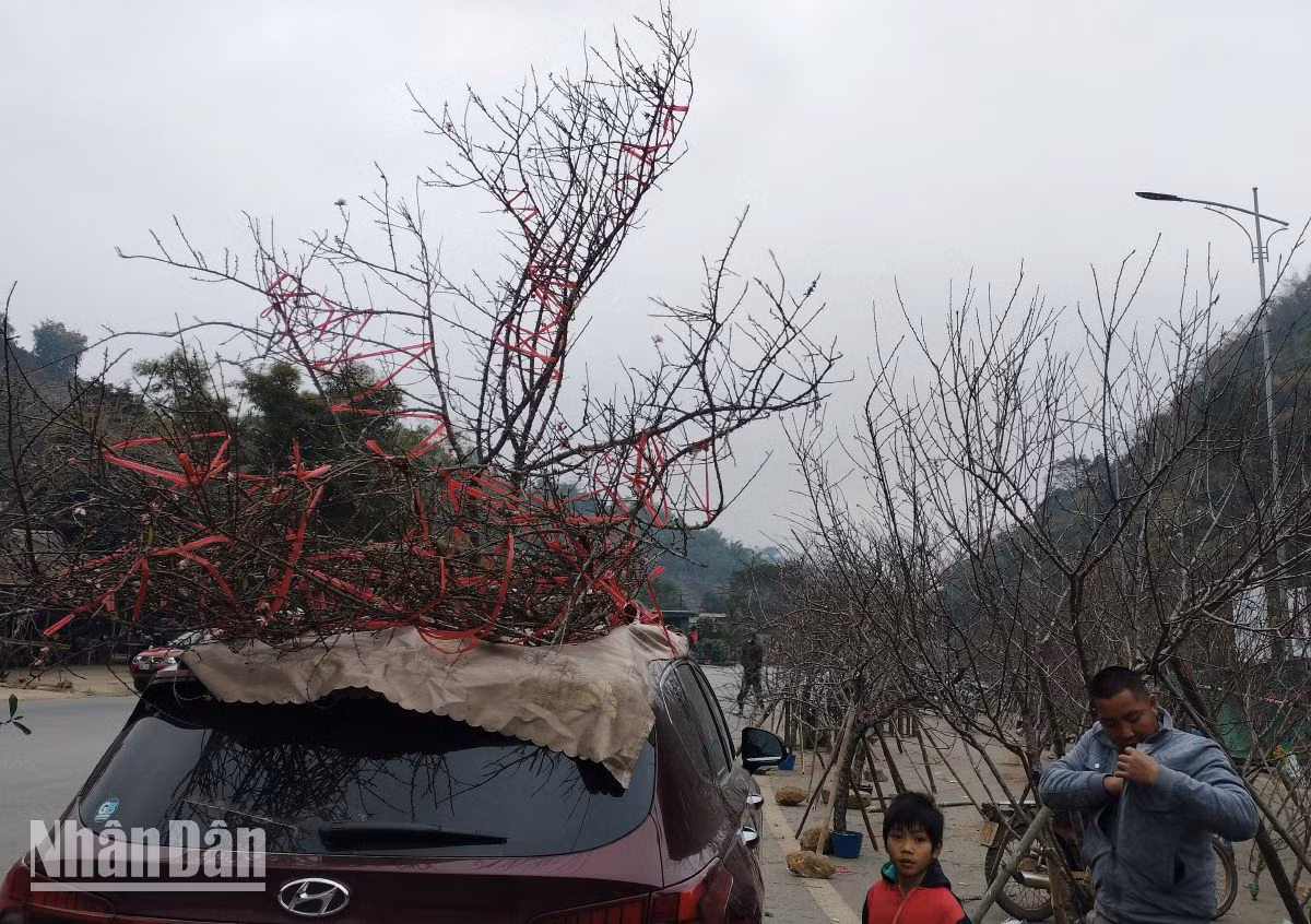Đào vùng cao được khách qua đường mua rất nhiều. Đào vùng cao được khách qua đường mua rất nhiều.