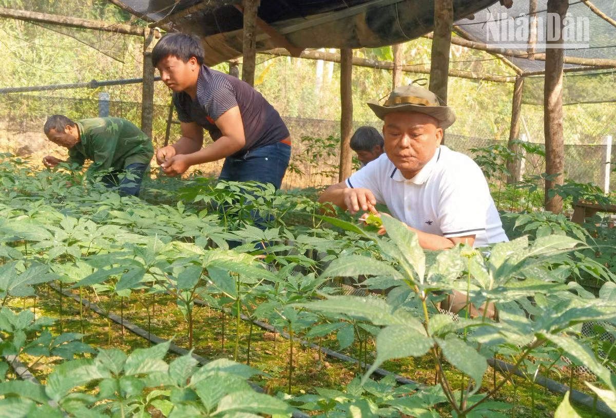 Sơn La đã trồng thành công sâm Ngọc Linh tại bản Sam Ta, xã Chiềng Chung, huyện Mai Sơn. Sơn La đã trồng thành công sâm Ngọc Linh tại bản Sam Ta, xã Chiềng Chung, huyện Mai Sơn.
