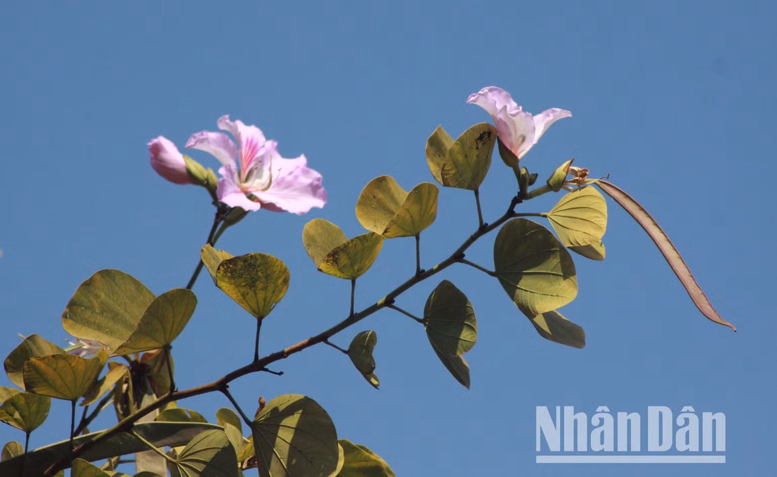 Nhụy hoa ban có vị ngọt, được các loài ong rất ưa thích. Cánh hoa ban có vị bùi, đồng bào dân tộc Thái thường lấy về tạo thành món nộm hoa ban độc đáo, níu chân khách đường xa bởi hương vị đặc biệt... Nhụy hoa ban có vị ngọt, được các loài ong rất ưa thích. Cánh hoa ban có vị bùi, đồng bào dân tộc Thái thường lấy về tạo thành món nộm hoa ban độc đáo, níu chân khách đường xa bởi hương vị đặc biệt...