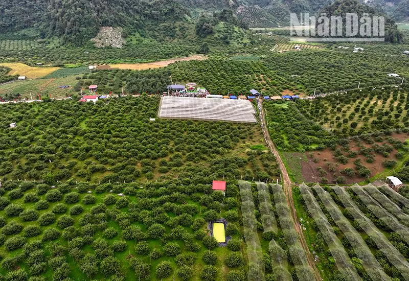 Hiện, tỉnh Sơn La có có 12.400ha mận hậu trồng tại các huyện, thành phố. Hiện, tỉnh Sơn La có có 12.400ha mận hậu trồng tại các huyện, thành phố.