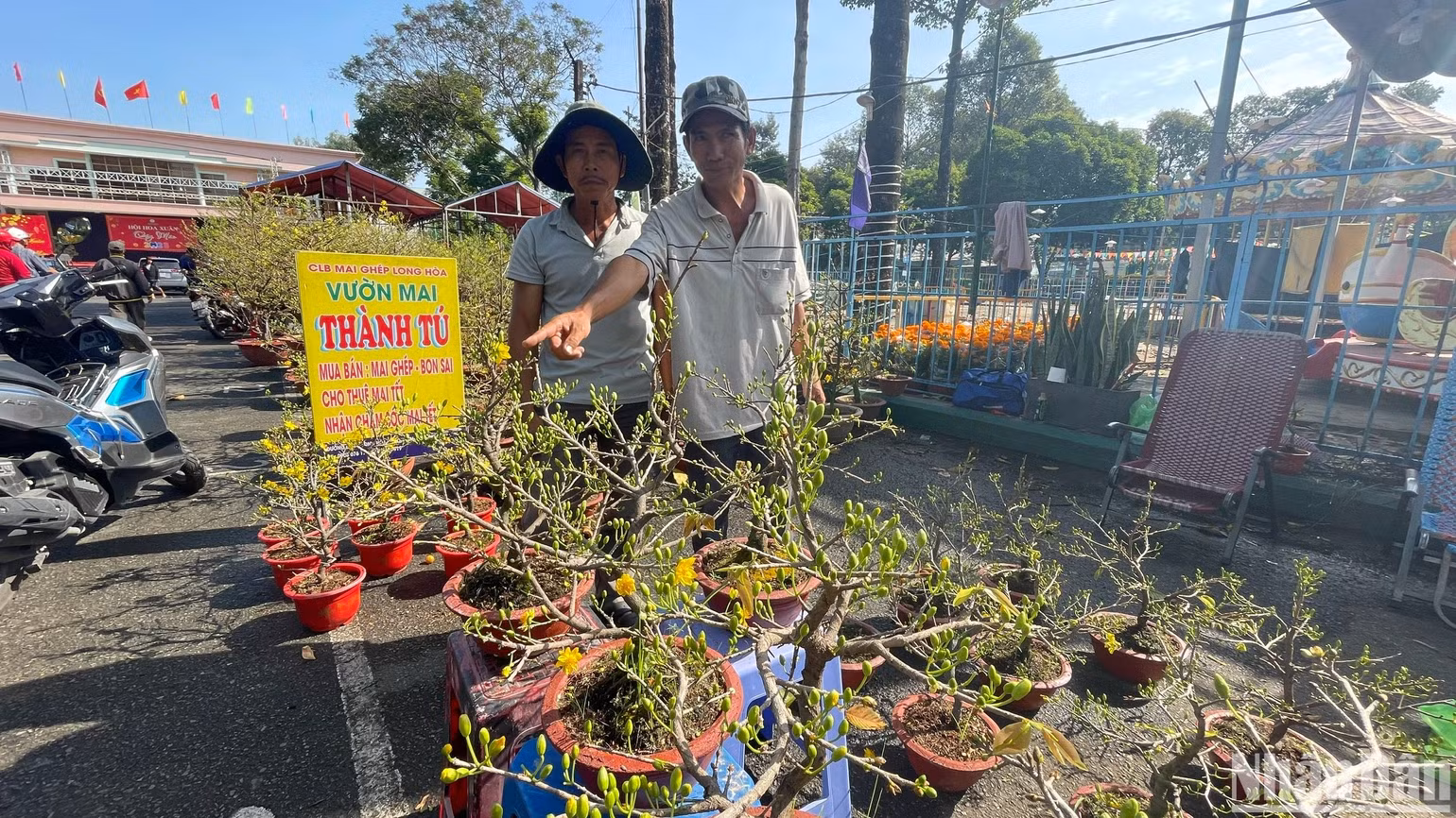 Anh Chí Linh (người chỉ tay) khá tâm tư vì lần đầu đưa 100 chậu mai giảo từ Bến Tre lên Chợ hoa xuân Nhà Thiếu nhi thành phố Thủ Đức bày bán, nhưng đến trưa 29 Tết mới bán được gần 50%. Giá các chậu mai nhỏ đã được hạ giá từ 400 nghìn đồng xuống còn 300 nghìn đồng để hút khách mua. Anh hy vọng sẽ bán được hết số mai này đến chiều ngày 30 Tết.
