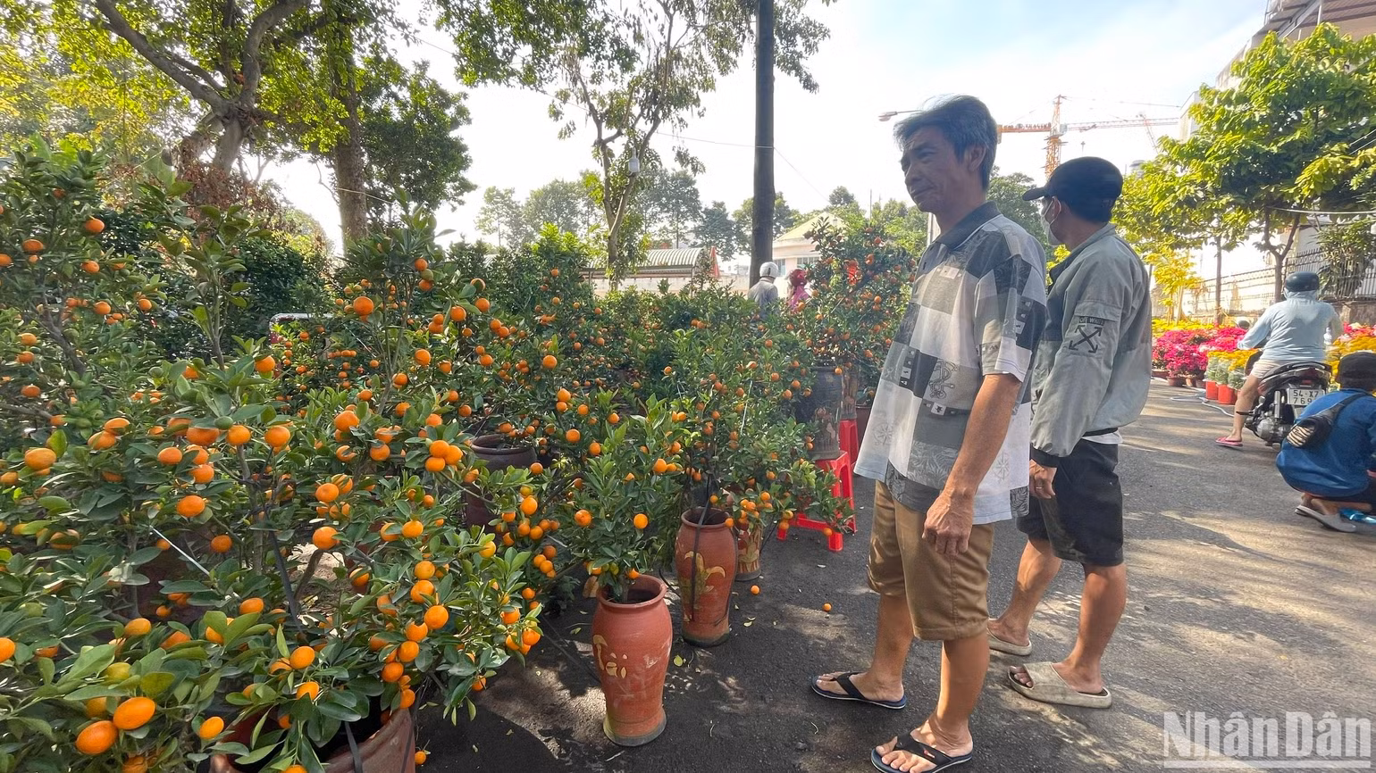 Anh Tống Phương Bình, một người bán quất cảnh tại Chợ hoa xuân Nhà Thiếu nhi thành phố Thủ Đức chỉ tay vào chậu quất bon sai mang từ ngoài bắc vào, cho biết: “Ngày 28 Tết, chậu quất này có giá 1,2 triệu đồng/chậu, nay chỉ còn 800 nghìn đồng. Đã thế, người mua còn trả giá thấp hơn rồi bỏ đi làm chúng tôi càng thêm sốt ruột vì đã bán thấp hơn giá vườn".