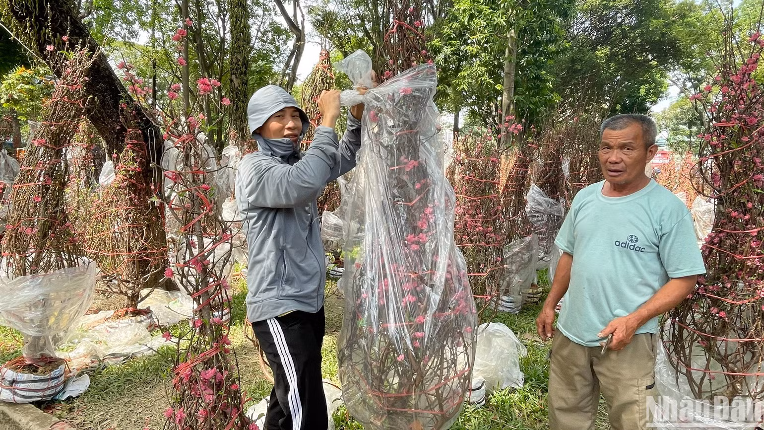 Hàng nghìn cây đào được đưa từ Hải Dương vào Chợ hoa Công viên Lê Văn Tám (quận 1, Thành phố Hồ Chí Minh) phục vụ nhu cầu Tết. Đào năm nay được đánh giá đẹp hơn năm ngoái rất nhiều, giá không tăng, nhưng tiêu thụ chậm hơn năm trước. Trưa 29 Tết, anh chỉ tiêu thụ được hơn 50% số lượng đào bày bán. Anh Nguyễn Văn Dũng, một người bán đào, chia sẻ: “Giải pháp để bán nhanh, chỉ có cách linh hoạt hạ giá bán thôi”.