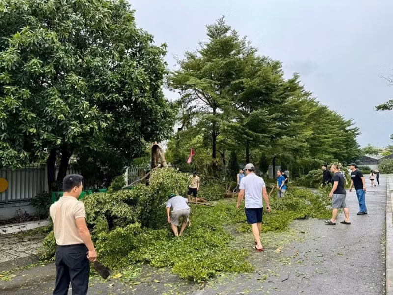 Nhiều cây xanh tại trường Tiểu học Đoàn Kết (quận Long Biên) bị gãy đổ đã được thu dọn.
