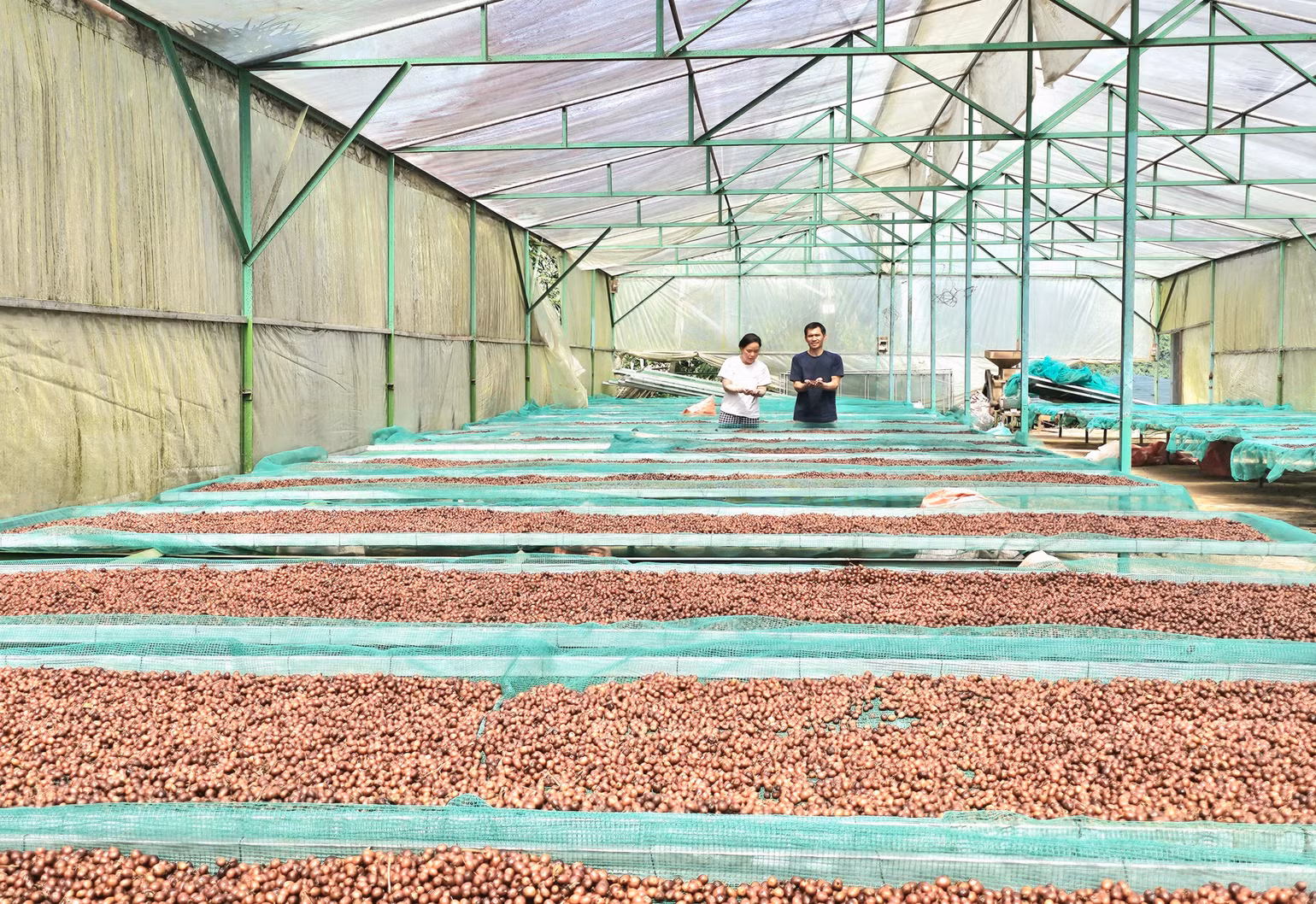 Công đoạn phơi khô cà-phê ở khu vực sơ chế tại đồi Pun. Công đoạn phơi khô cà-phê ở khu vực sơ chế tại đồi Pun.