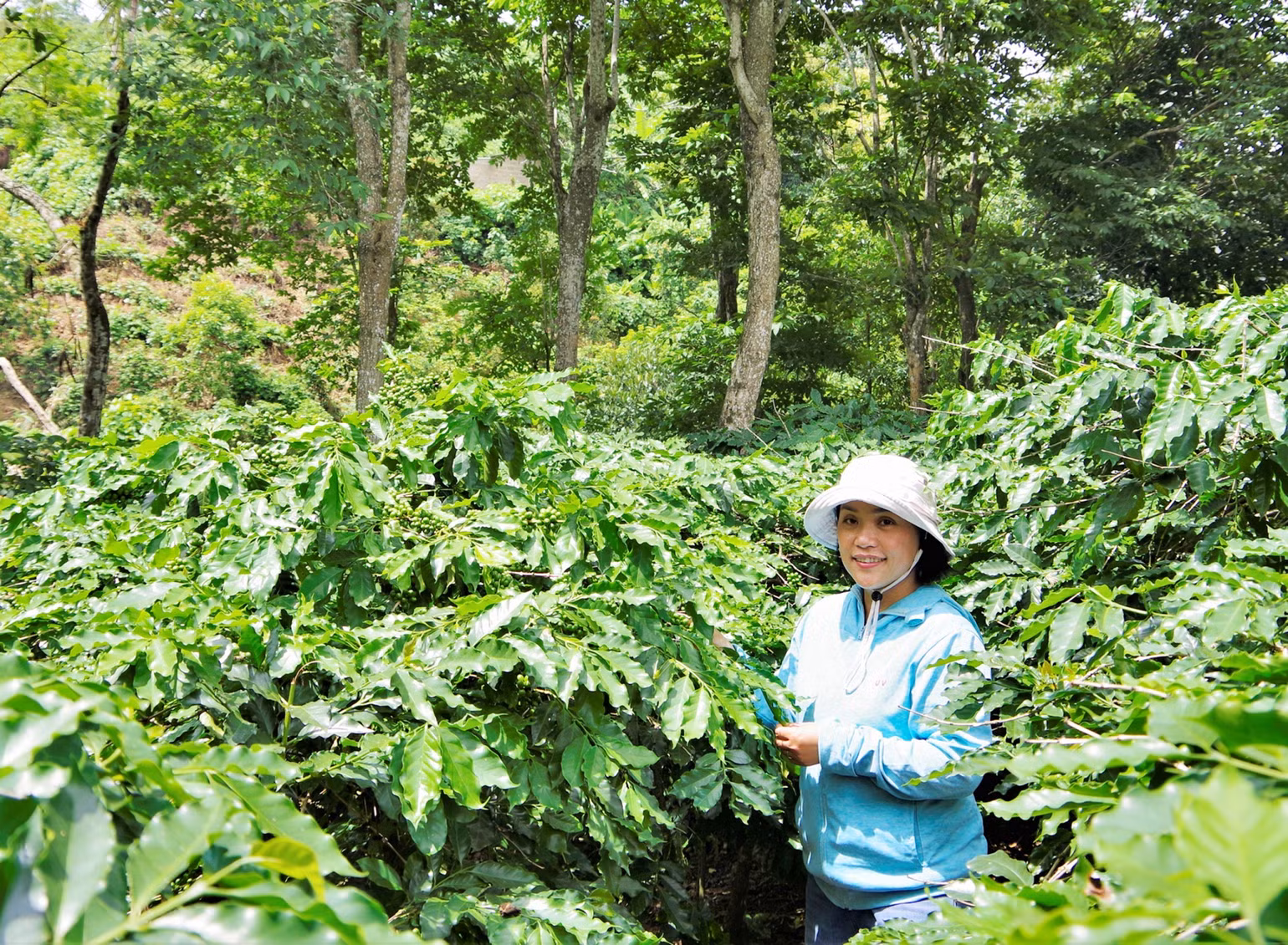 Mô hình vườn rừng cà-phê đa dạng sinh học của chị Ngọc Trâm. Mô hình vườn rừng cà-phê đa dạng sinh học của chị Ngọc Trâm.