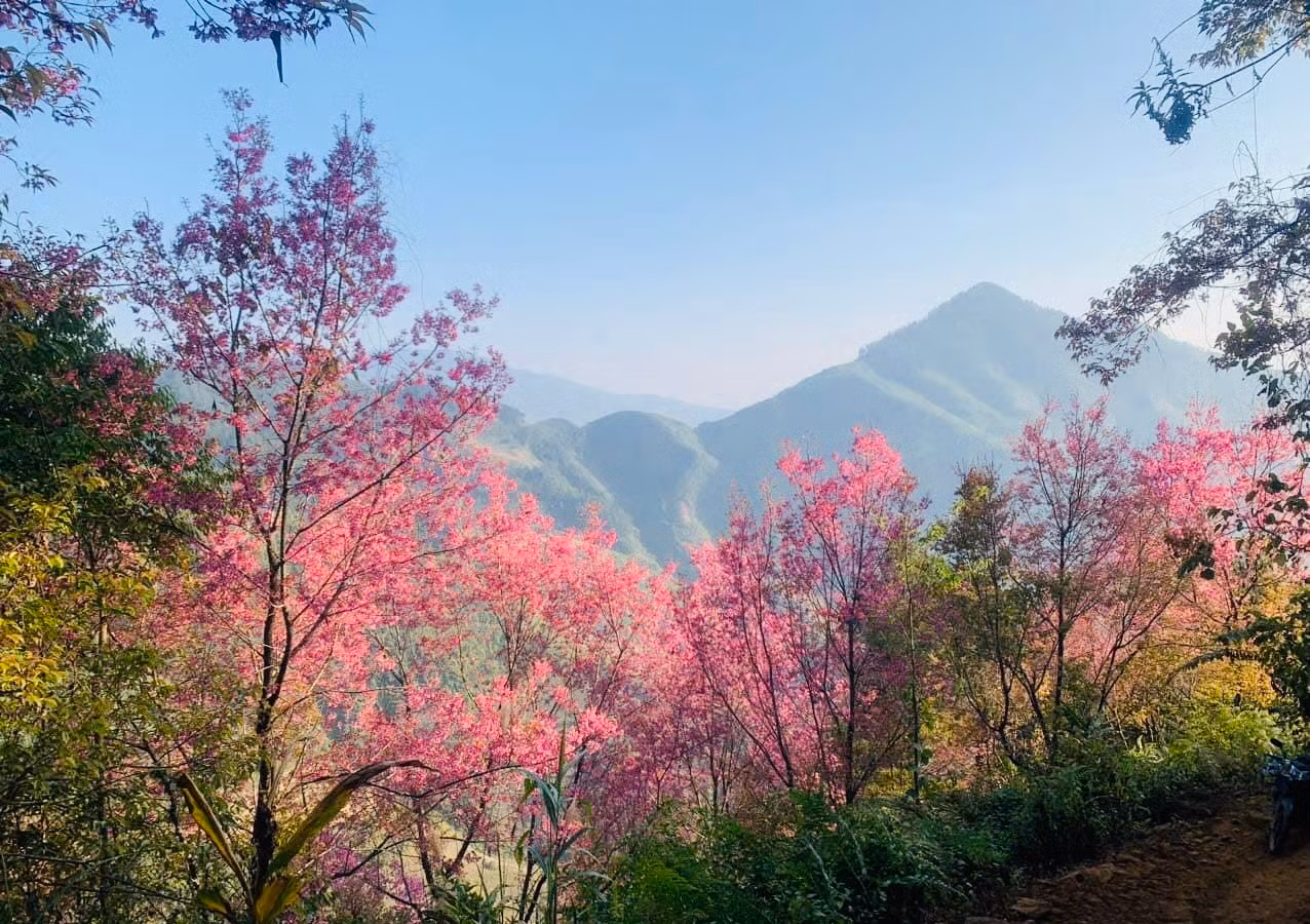 Hoa Tớ dày nở trên đỉnh núi xã La Pán Tẩn, huyện Mù Cang Chải. (Ảnh THANH SƠN)