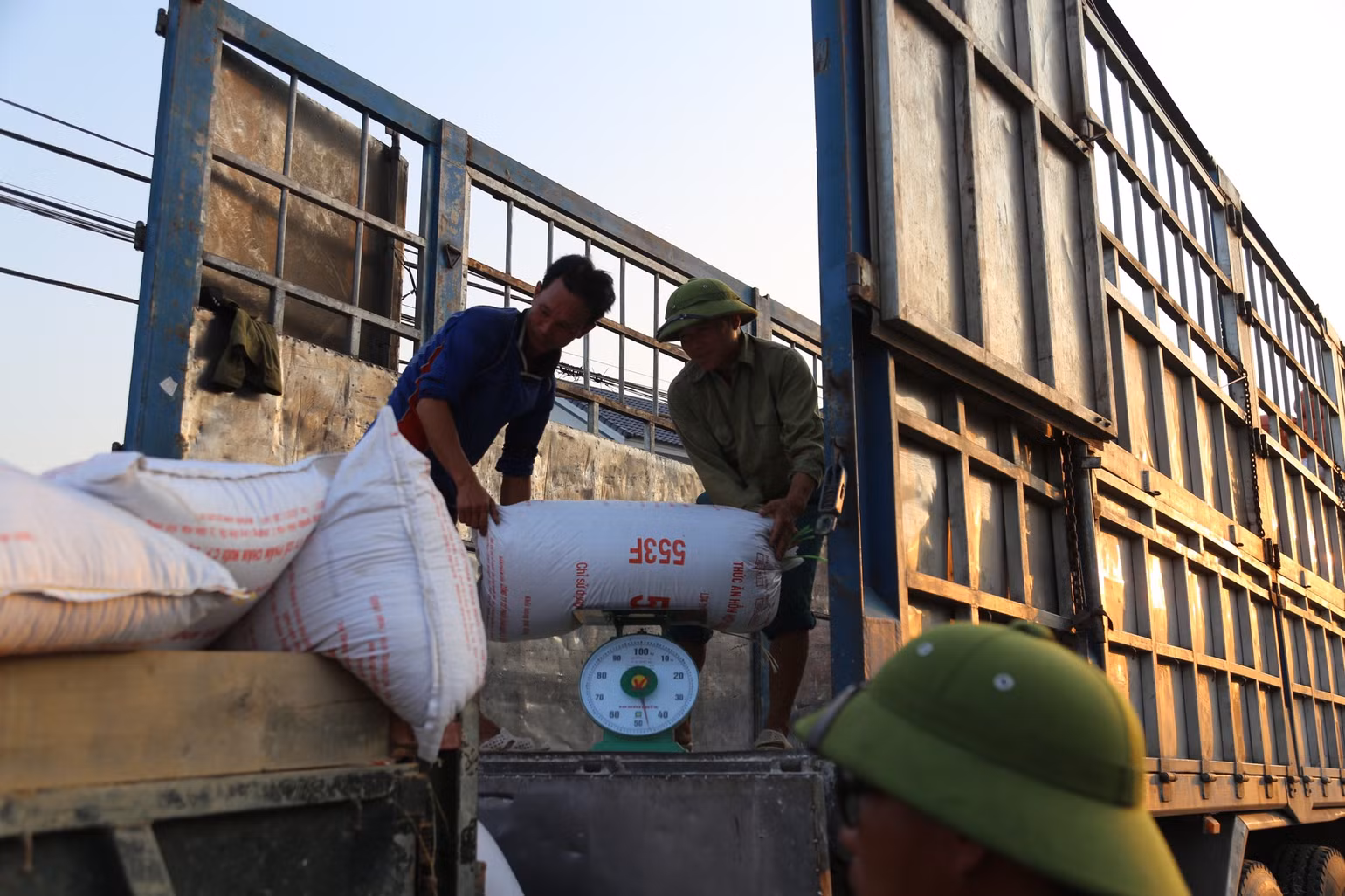 Lúa được mùa, được giá và được thương lái mua tại chân ruộng. Lúa được mùa, được giá và được thương lái mua tại chân ruộng.