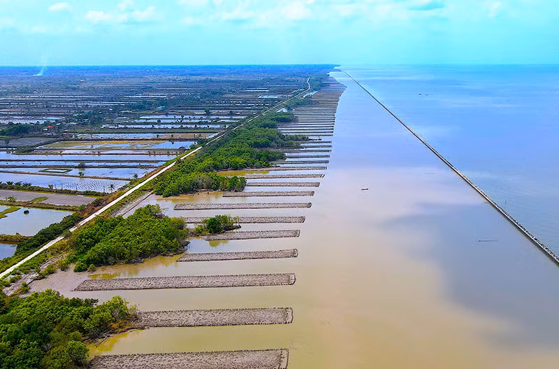 Tỉnh Cà Mau triển khai kê líp trồng rừng phía sau các công trình kè biển nhằm rút ngắn thời gian phục hồi đai rừng phòng hộ.