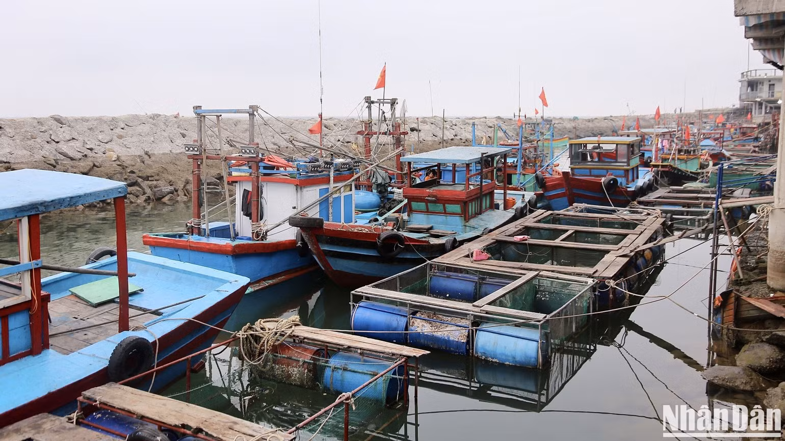 Từ nhiều năm nay, ngư dân làng chài Hải Phong kiếm sống bằng nghề khai thác, kinh doanh mực nhảy. Ban đầu chỉ có một vài hộ gia đình nhỏ lẻ đi câu mực đem bán kiếm sống qua ngày, đến nay khu vực Eo Bạch đã có tới 21 hộ theo nghề này.