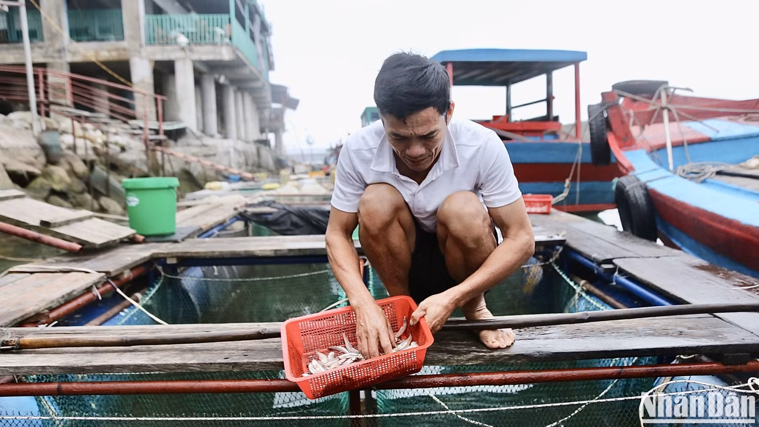 Cá cơm là loại thức ăn người dân dùng thả vào lồng nuôi cho mực ăn.