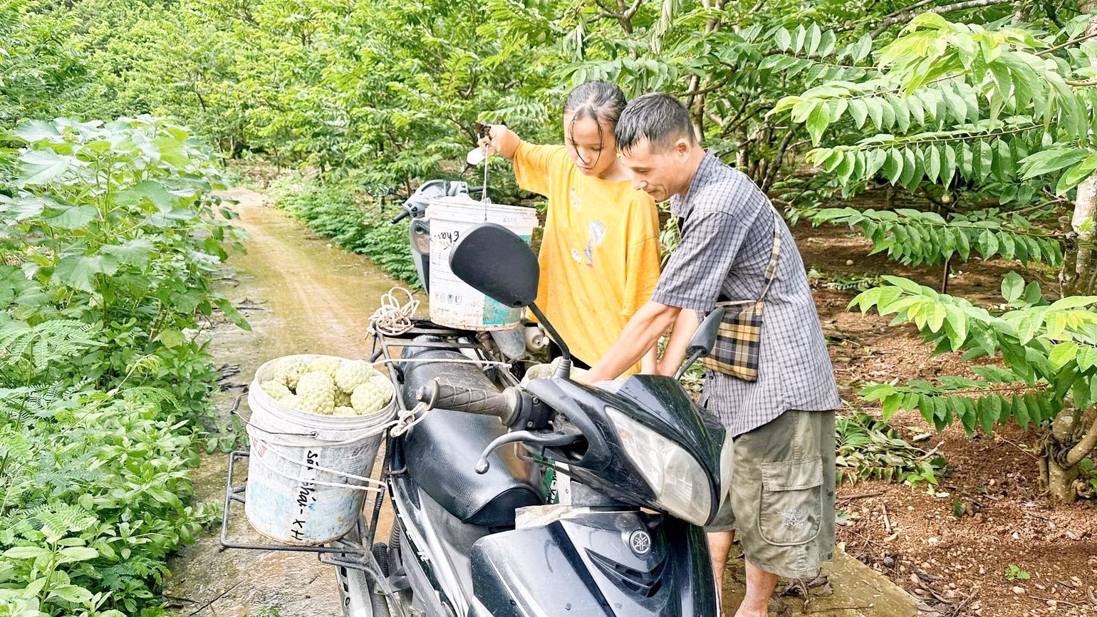 Năm 2024 nông dân Võ Nhai thu 6.000 tấn na, quả mọng nước, thanh mát, người tiêu dùng ưa chuộng nên tiêu thụ hết
