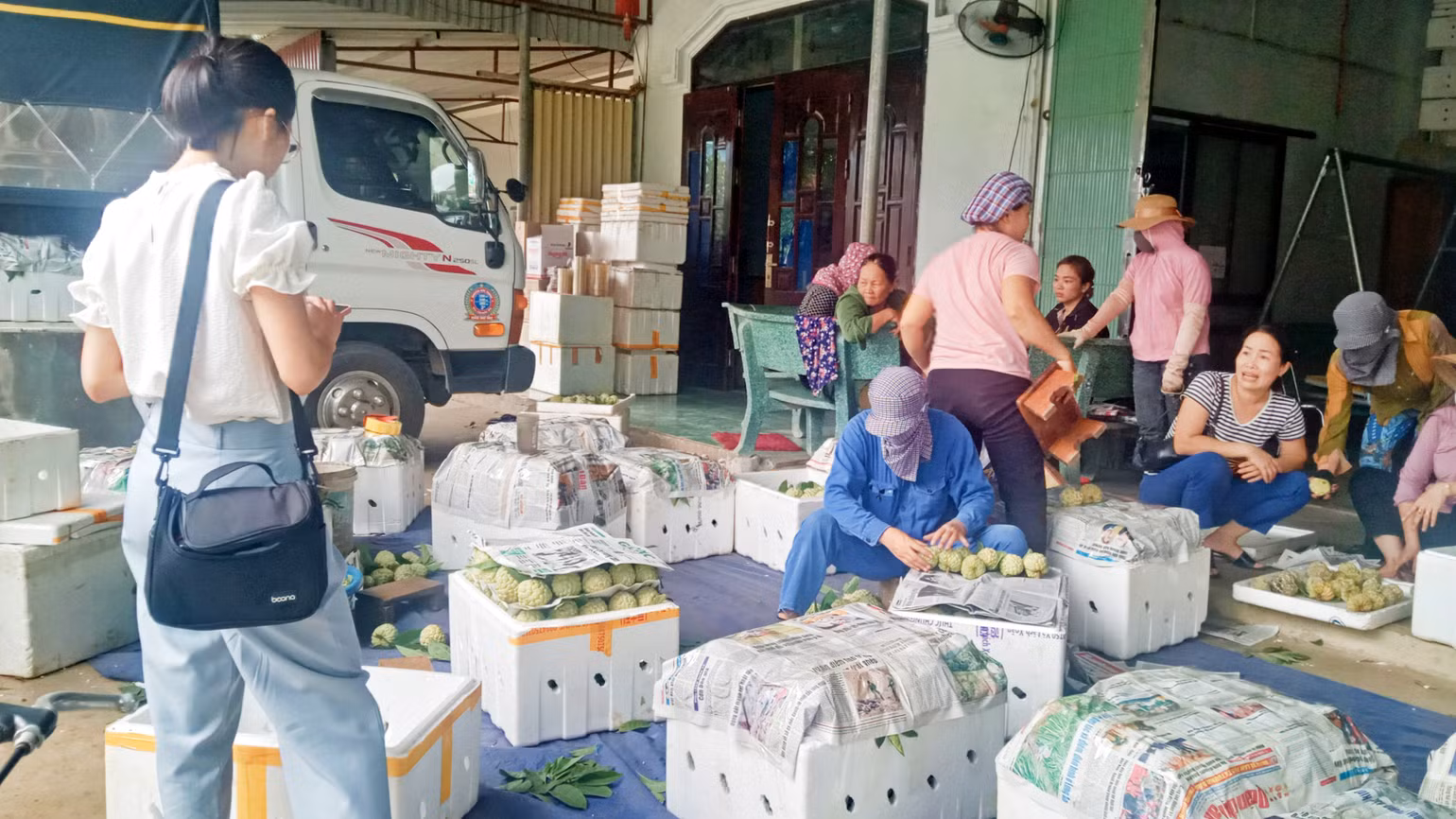 Na Võ Nhai được đóng gói đưa đi tiêu thụ ở nhiều tỉnh, thành phố.