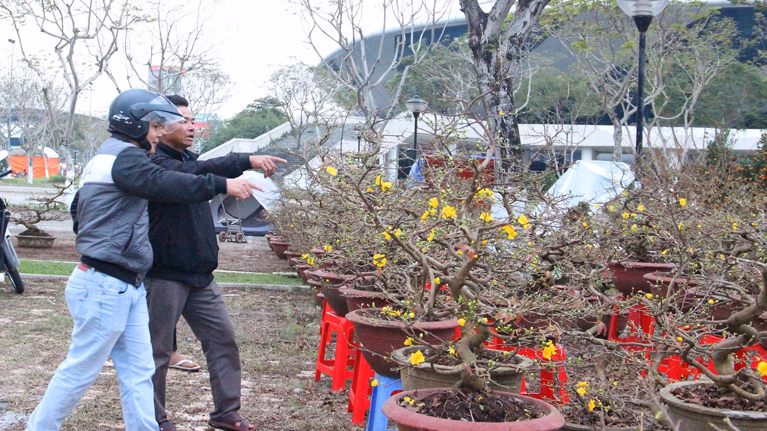 Mai cũng đã bắt đầu nở hoa Mai cũng đã bắt đầu nở hoa