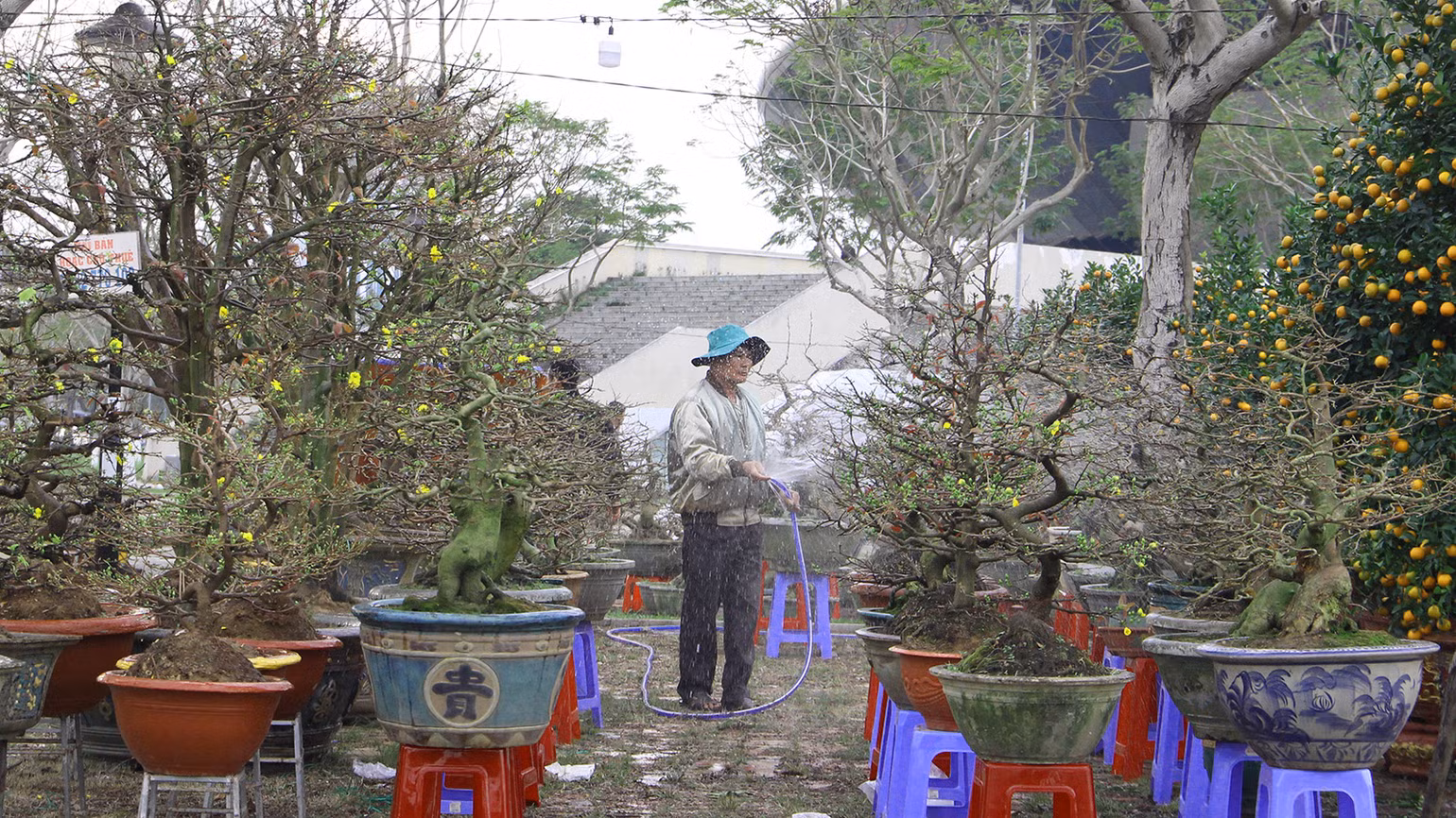 Chăm sóc mai tại chợ để giữ mai tươi và nở kịp Tết Chăm sóc mai tại chợ để giữ mai tươi và nở kịp Tết