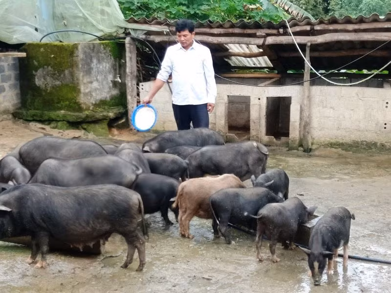 Nuôi lợn đen bản địa là hướng xóa nghèo hiệu quả ở vùng đồng bào dân tộc thiểu số Bát Xát. Nuôi lợn đen bản địa là hướng xóa nghèo hiệu quả ở vùng đồng bào dân tộc thiểu số Bát Xát.