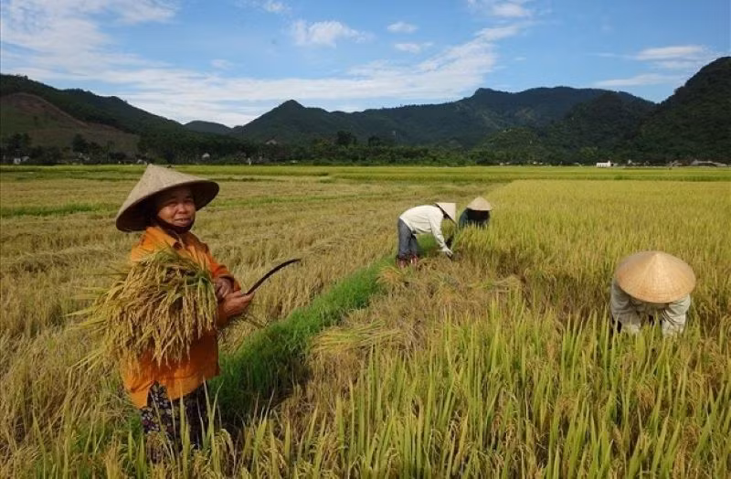 Cánh đồng lúa nước của bản Mường Ham. Cánh đồng lúa nước của bản Mường Ham.