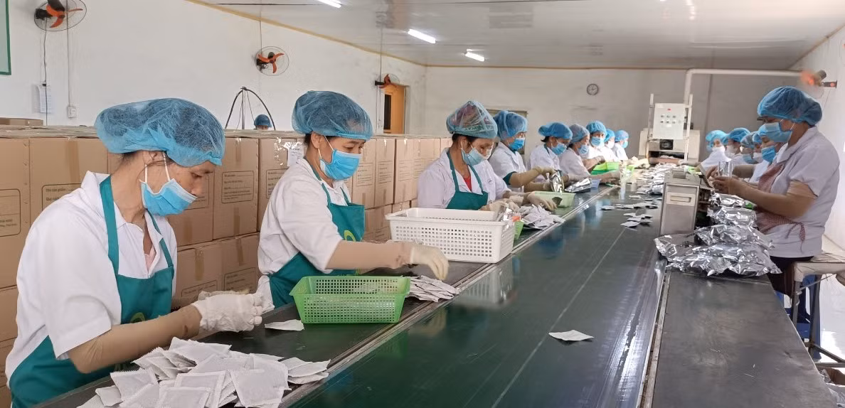 Nhờ có 3 sản phẩm OCOP đạt 4 sao, nên việc sản xuất, kinh doanh của Công ty Thái Hưng (huyện Quỳnh Phụ, tỉnh Thái Bình) tăng trưởng khá.