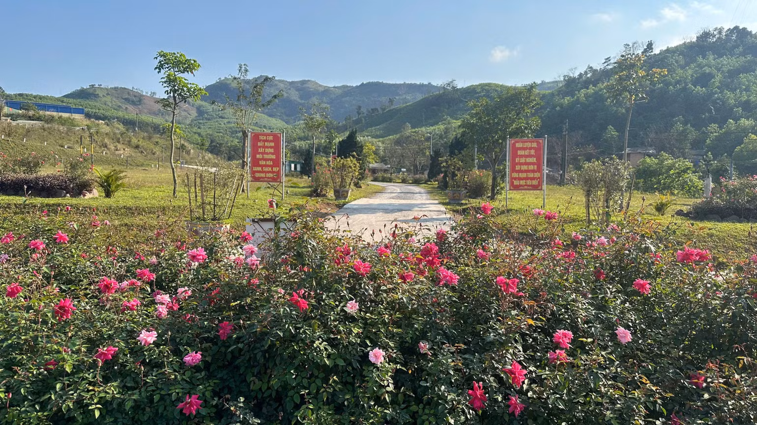 Hoa hồng ở Đồn Biên phòng Cha Lo.