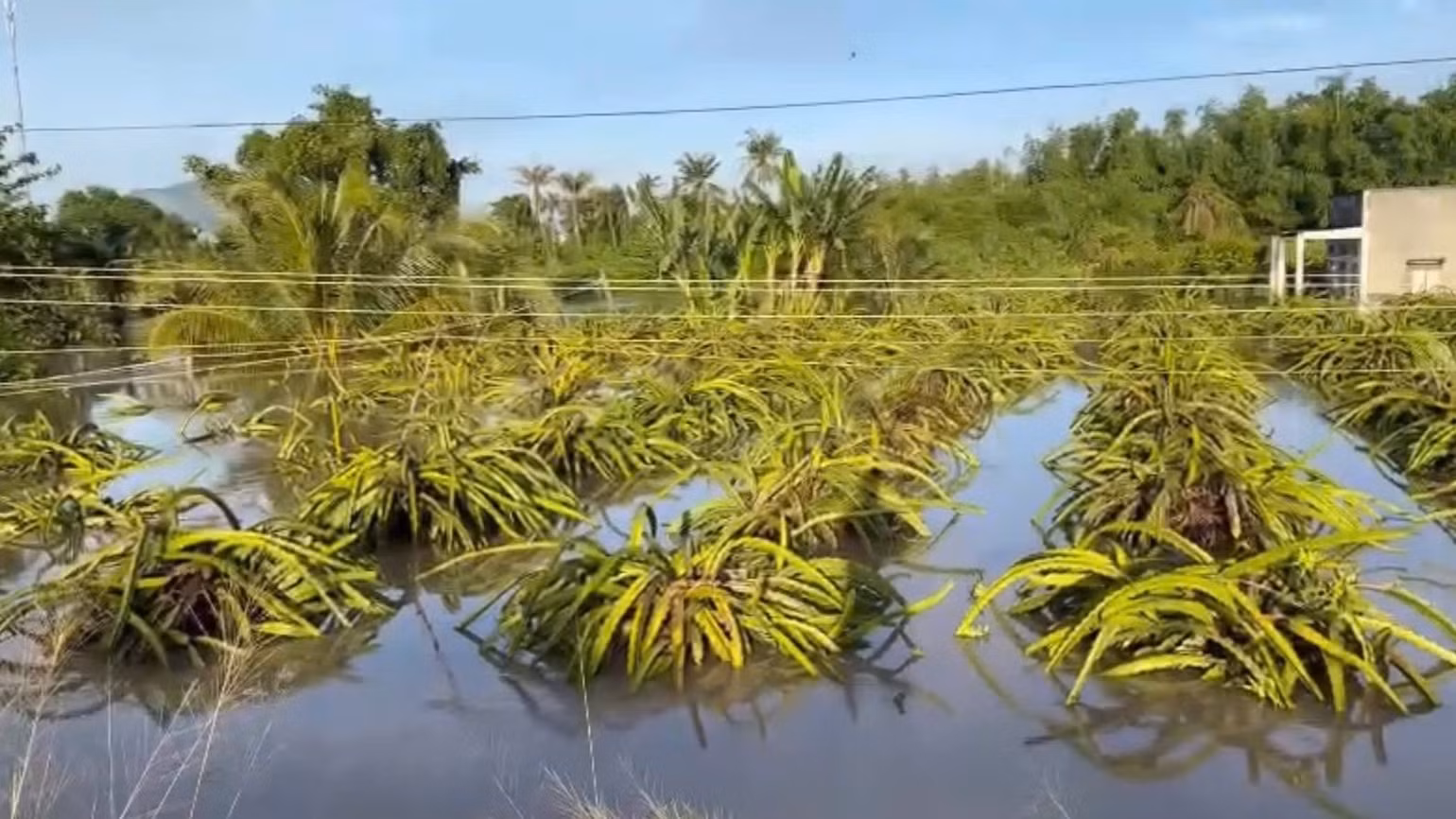 Nhiều vườn thanh long bị ngập nước.