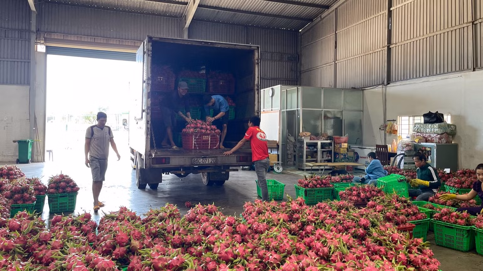 Thanh long là sản phẩm nông nghiệp chủ lực của Bình Thuận trong xuất khẩu. Thanh long là sản phẩm nông nghiệp chủ lực của Bình Thuận trong xuất khẩu.