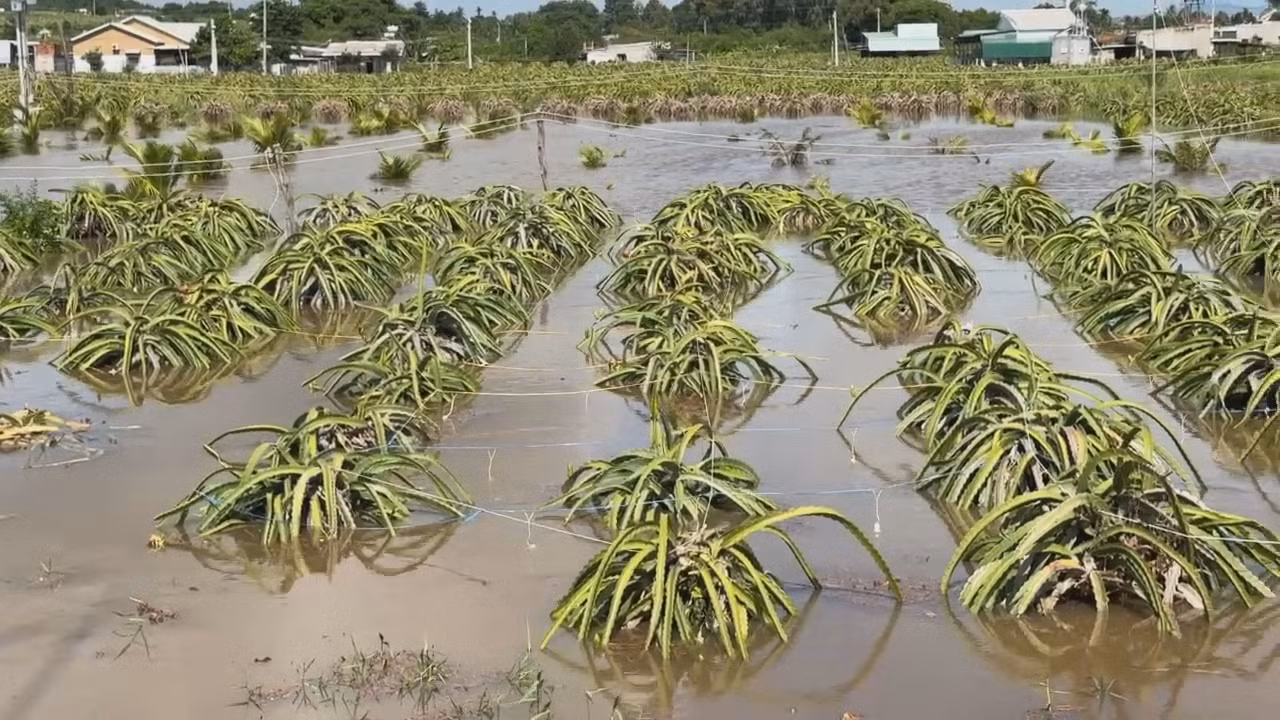 Một số vườn thanh long ra trái bị thiệt hại.