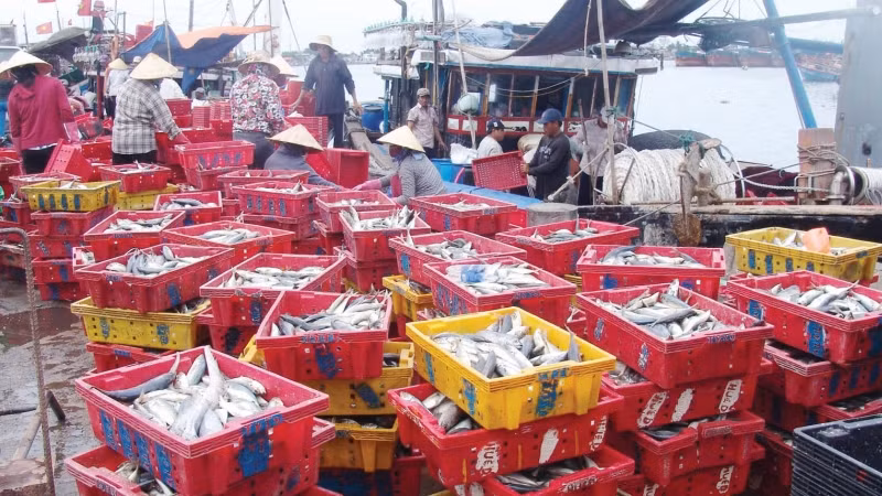 Thành quả sau một chuyến vươn khơi bám biển của ngư dân Phú Vang.