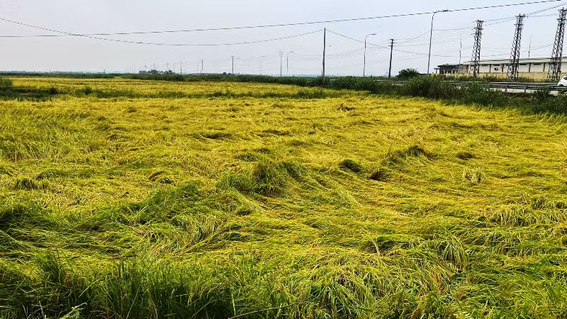 Nhiều diện tích lúa ở tỉnh Thừa Thiên Huế bị đổ ngã sau các trận giông lốc xảy ra, ảnh hưởng năng suất.