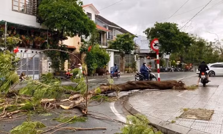 Cây phượng trên đường Phan Bội Châu bị gió thổi bật gốc.
