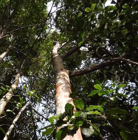 Cây đỉnh tùng (Cephalotaxus mannii Hook. f.) tại khu Bảo tồn thiên nhiên Pù Luông, tỉnh Thanh Hóa. (Ảnh: TTXVN)