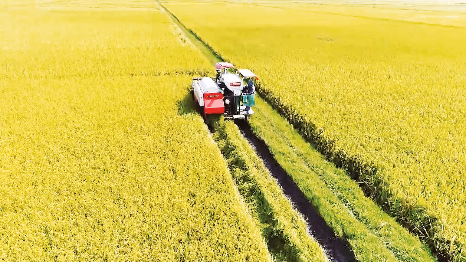 Sản xuất và xuất khẩu lúa gạo tạo đà tăng trưởng vững chắc. Ảnh: Hồng Điệp