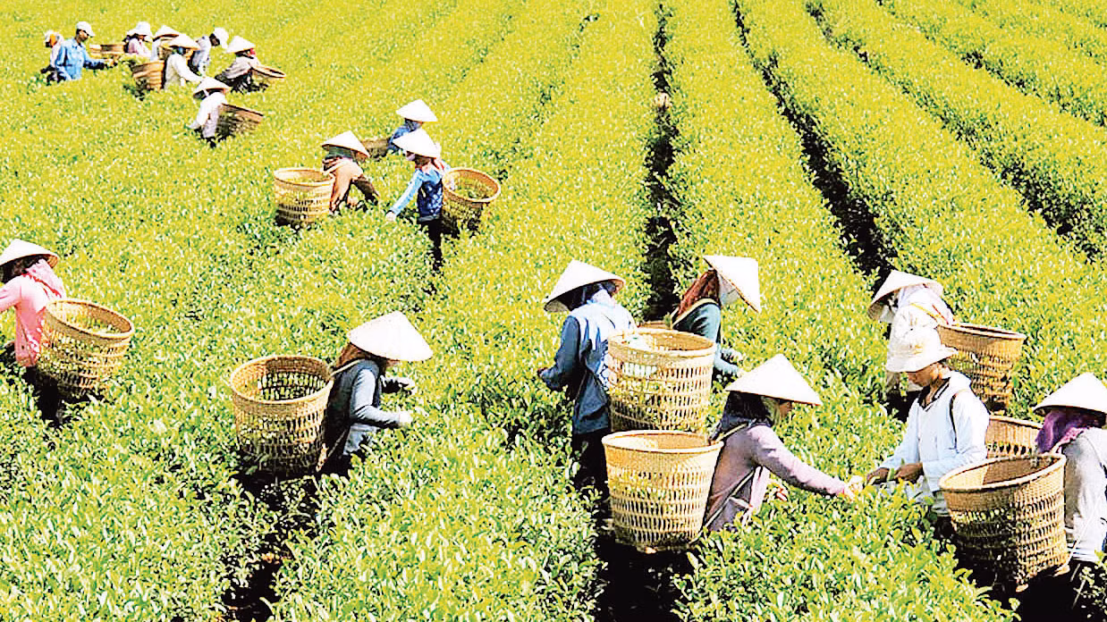 Thu hoạch chè tại Lâm Đồng. Thu hoạch chè tại Lâm Đồng.