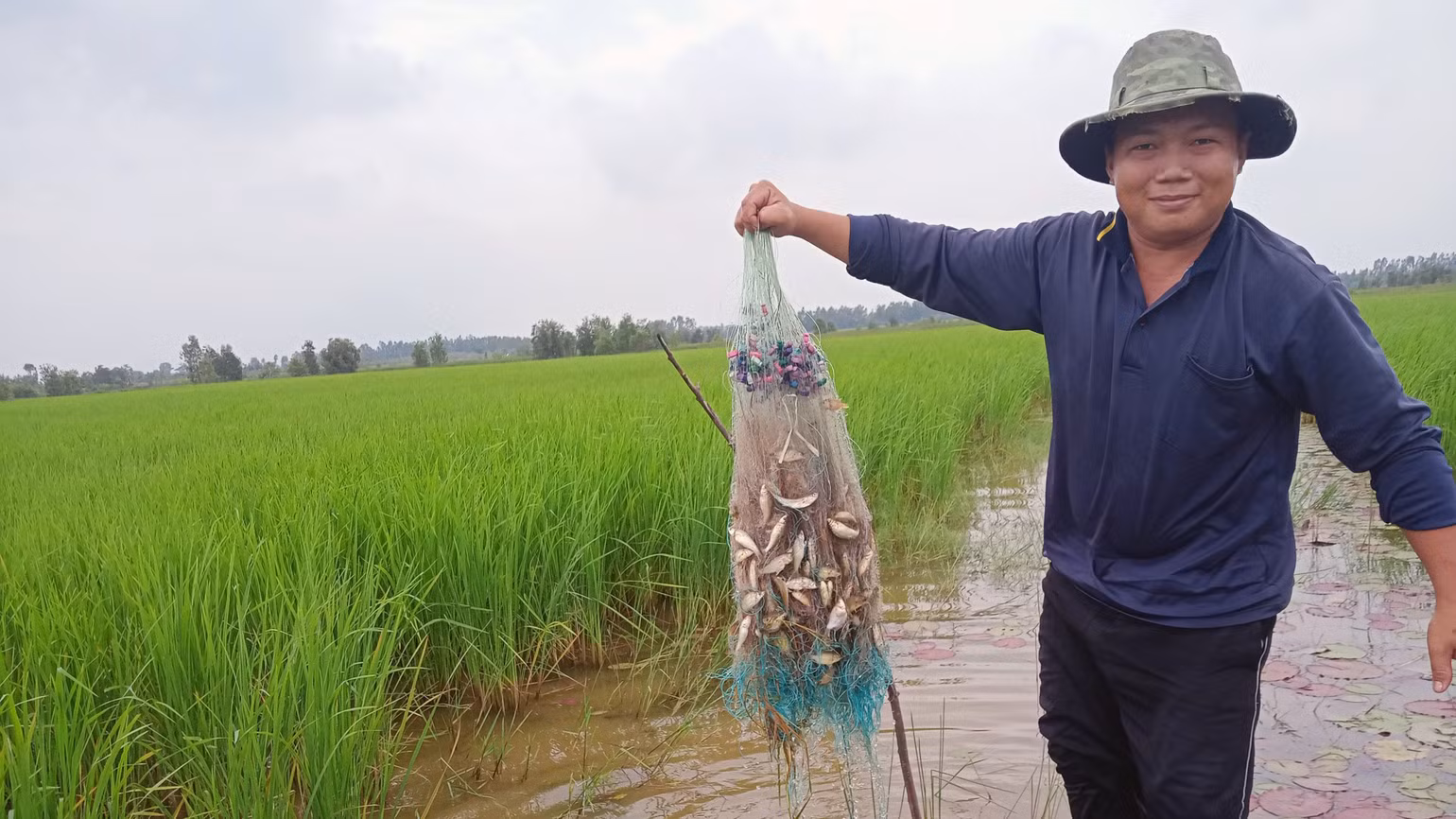 Bắt cá trên ruộng lúa mùa ở xã Vĩnh Phước, huyện Tri Tôn, tỉnh An Giang. Bắt cá trên ruộng lúa mùa ở xã Vĩnh Phước, huyện Tri Tôn, tỉnh An Giang.