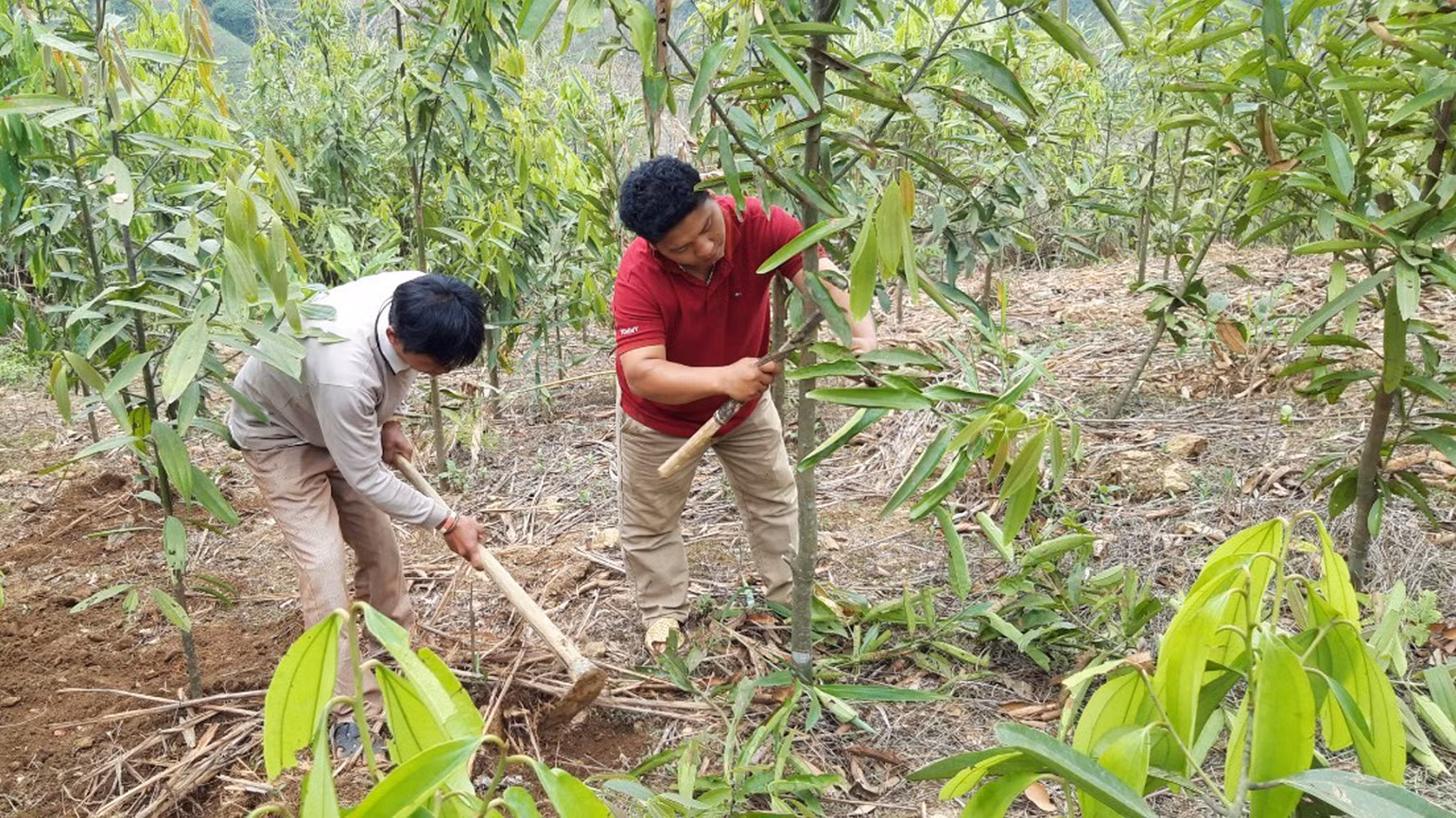 Trồng quế giúp bà con xã Bum Tở tăng thêm thu nhập, ổn định cuộc sống.