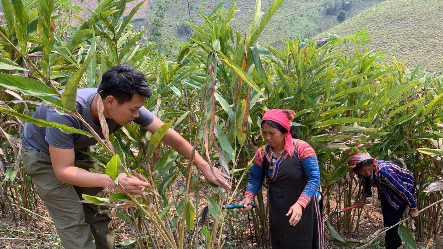 Bà con ở bản Pìn Khò, xã Bum Tở được cán bộ hướng dẫn người dân chăm sóc cây riềng.