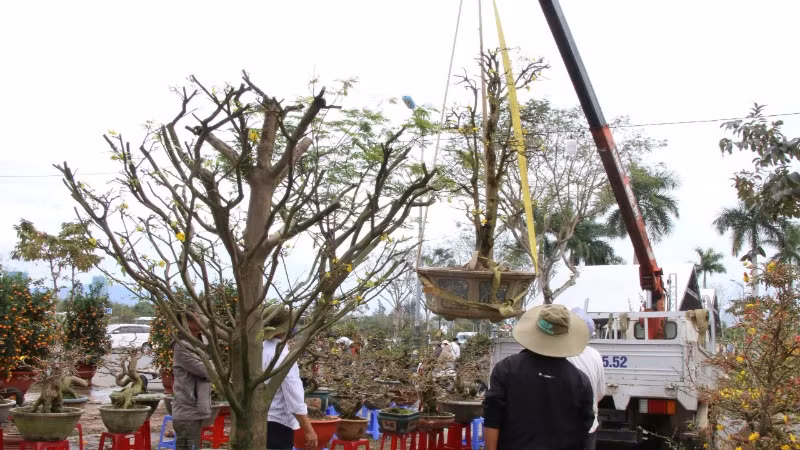 Tiểu thương thuê xe vận chuyển mai về lại Bình Định trong chiều nay, 28/1 - 29 Tết. (Ảnh: ANH ĐÀO)