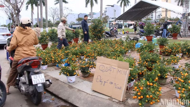 Nhiều tiểu thương bán hoa tại Chợ hoa Tết Đà Nẵng hạ giá nhưng thưa vắng khách mua. (Ảnh: ANH ĐÀO)