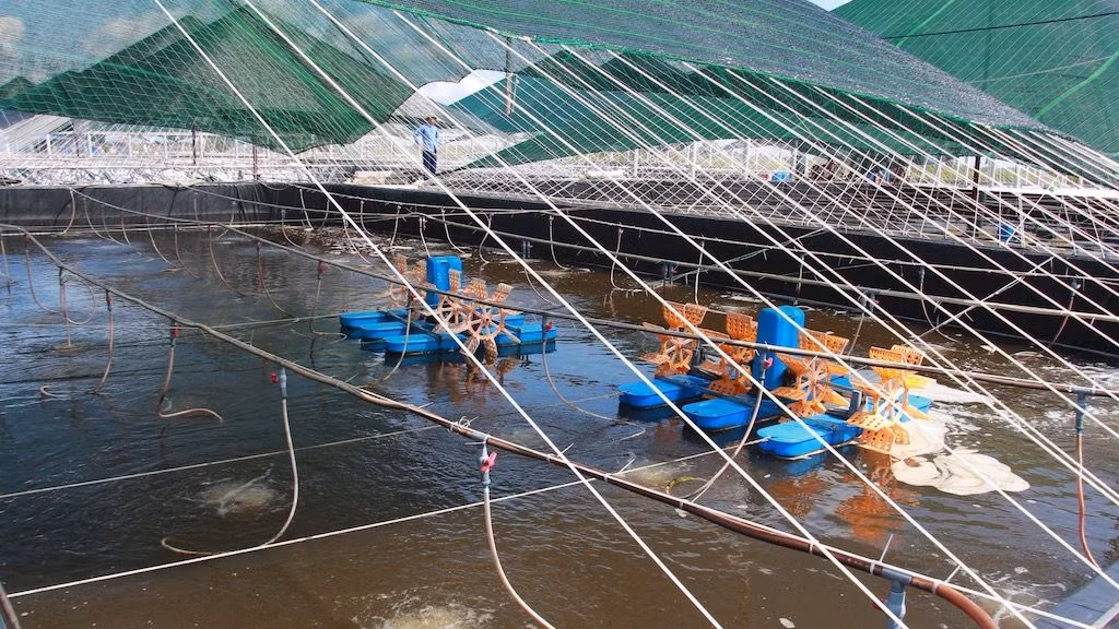 Việc ứng dụng khoa học hiện đại, chuyển đổi phương thức nuôi trồng và quan tâm tái tạo nguồn lợi thủy sản đang giúp ngành thủy sản tỉnh Nam Định có bước phát triển ổn định, bền vững.