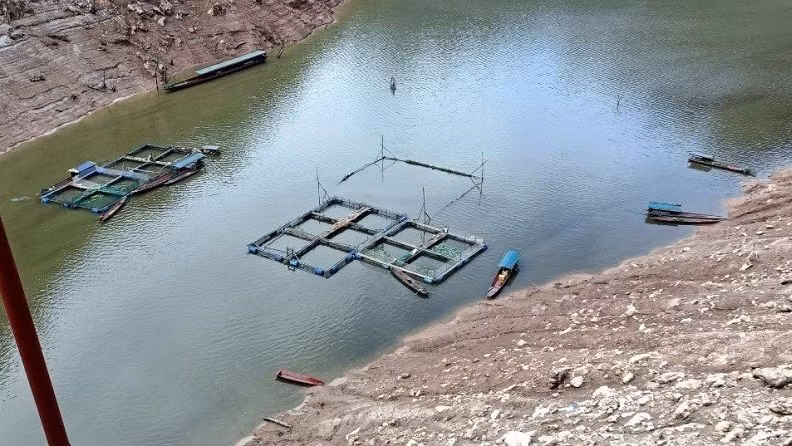 Cá lồng ở Huổi Só chết trắng trên lòng hồ ảnh 2