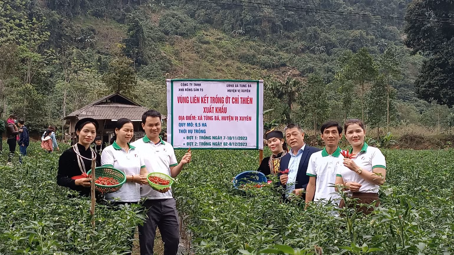 Mô hình trồng ớt chỉ thiên xuất khẩu cho hiệu quả kinh tế cao tại xã Tùng Bá, huyện Vị Xuyên.