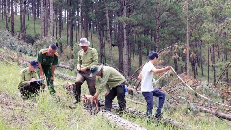 Cơ quan chức năng khám nghiệm hiện trường vụ phá rừng tại tiểu khu 144B. Cơ quan chức năng khám nghiệm hiện trường vụ phá rừng tại tiểu khu 144B.